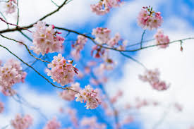 sakura
